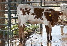 TS Aristocrat Cowboy