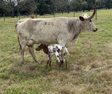RJF BLACK MAGIC X HLR NIGHT WALK 202 (H) TAG 502