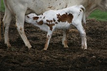 RJF STAR WORTH HEIFER CALF