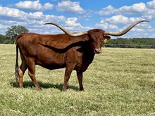 SR Clout’s Reflection 9132