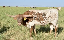 TS Lone Star Whip Er Wil