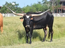 HLR Marcia 821