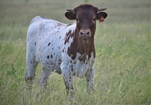 HLR CARLOTTA