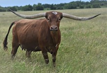HLR Temptress of Texas