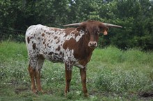 HLR SHERRI