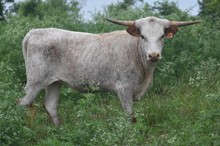 HLR CHECKERED CHIQUITA