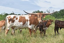 HLR Moo La La 211