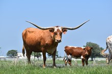 TEXANA LET IT BE