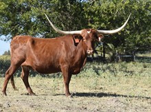 ECR SUPER TEQUILA