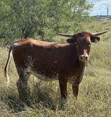 RJF SUPER REFLECTION X WS ELEVATION TAG H229-24
