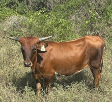 HCC PERFECT CALIBER X RJF BLACK MAGIC TAG H254