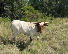 Helm Jade Heifer