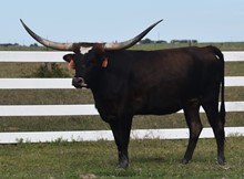 HLR Marcia 821
