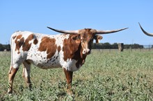 HLR Moo La La 211