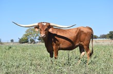 HLR Temptress of Texas