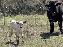 RM Checkered Flag x 3S Touchdown Tari