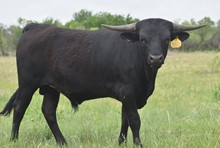 CBF MIDNIGHT THUNDER
