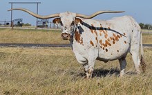 Allens Touch of the Wind