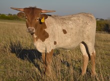 #2482 1886 HIGH HEEL BARBIE