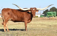 HLR Bluejeans & Pearls