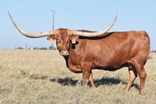 HLR Dancing & Twisting