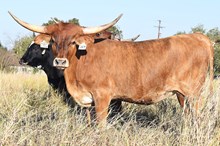 HLR Elevate My Funds