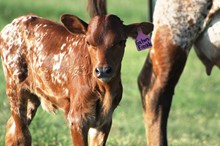 2018 Gators Freckles Heifer