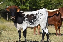 HLR FULLY FUNDED