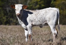 RJF Lone Star Rebel x HLR Ivory Pearl